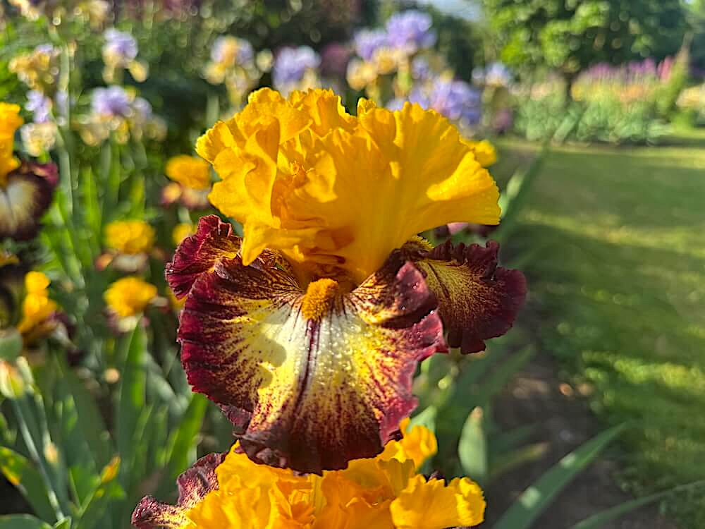 Iris 'Magic Ring'